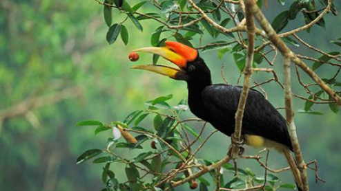 49++ Foto burung enggang kalimantan terupdate