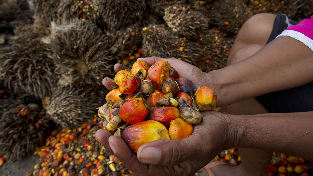 Seorang warga memperlihatkan biji kelapa sawit yang telah disortir di Desa Rantau Sakti, Rokan Hulu, Riau, Selasa (16/9). Gabungan Pengusaha Kelapa Sawit Indonesia (Gapki) menargetkan produksi minyak sawit mentah (CPO) pada 2015 mencapai 33 juta ton, sebanyak 22 juta ton ditujukan bagi pasar ekspor sedangkan 11 juta ton diserap pasar dalam negeri. ANTARA FOTO/Wahyu Putro A/ss/pd/14